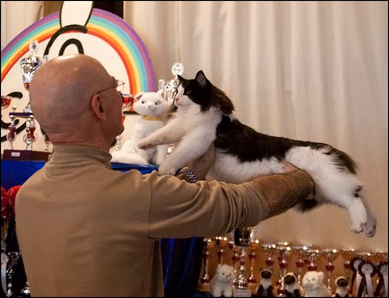 Ellboy du Soleil de Minuit 12.jpg - Ellboy du Soleil de Minuit